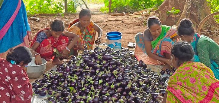 Collective Farming Brings Rs 24,010 To 14 Women&rsquo;s Families In Mayurbhanj